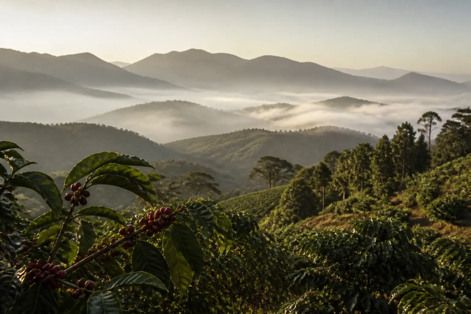 Coffee cherries growing on a mountain farm